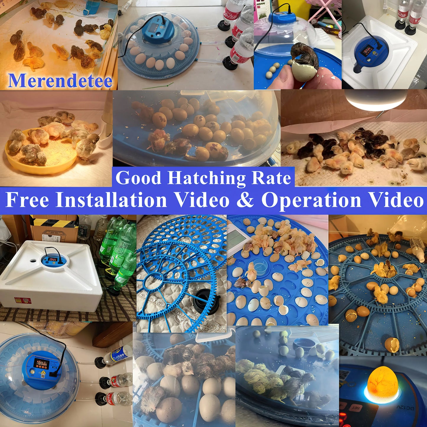 Automatic Egg Incubator For 26 To 52 Eggs With Water
